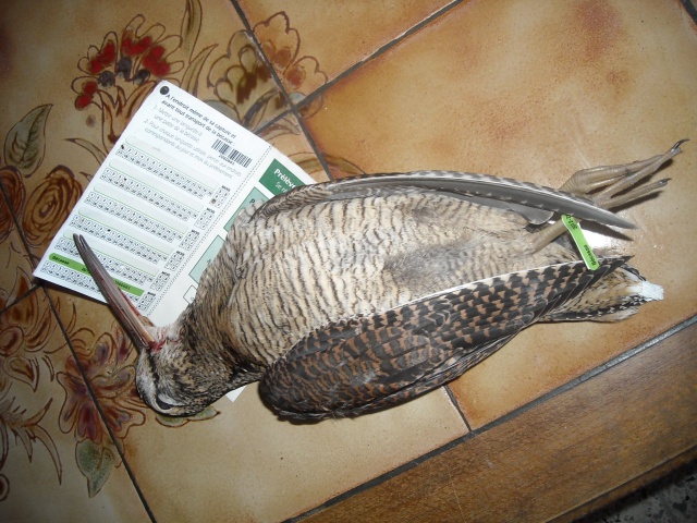 bécasse 400g